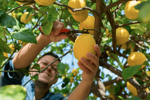 Cueillette de citrons jaunes au verger — fruits marocains de saison.
