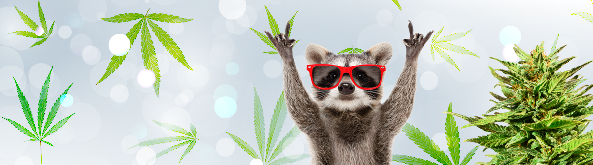 Exploring the Benefits of High-Quality Seeds with Kind Seed Co